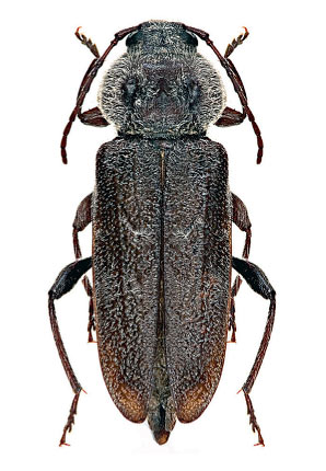 House Longhorn Beetle (Hylotrupes bajulus)