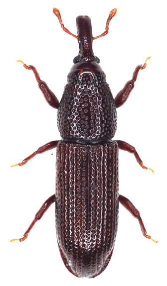 Wood-boring weevil (Euophryum confine)