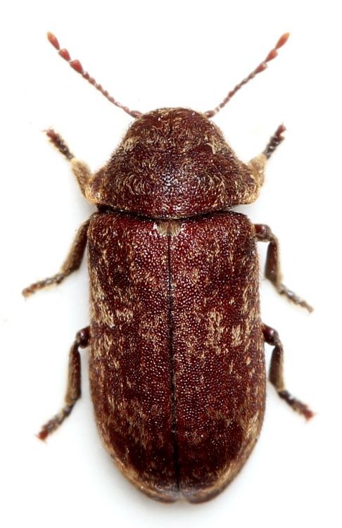 Death Watch Beetle (Xestobium rufovillosum)