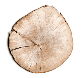 timber cross-section
