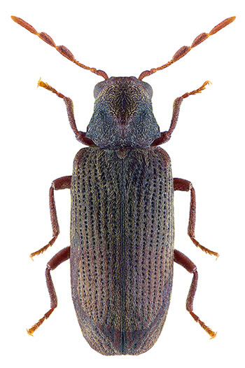 Common Furniture Beetle (Anobium punctatum)