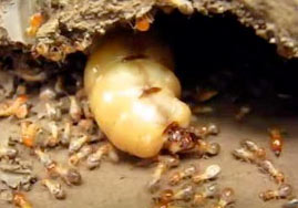 Subterranean Termites